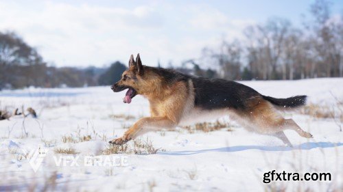 Vfx Grace - German Shepherd Animation | Realistic Rigged 3D Model for Blender