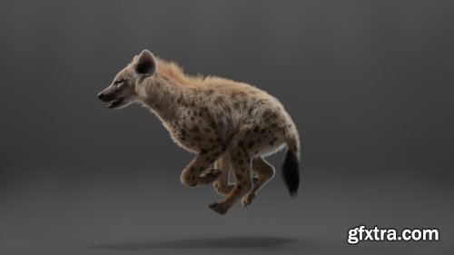 Vfx Grace - 3D Animal | Spotted Hyena Animated