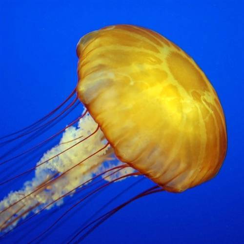 'Audiio - Trust (Instrumental) - Lombz'