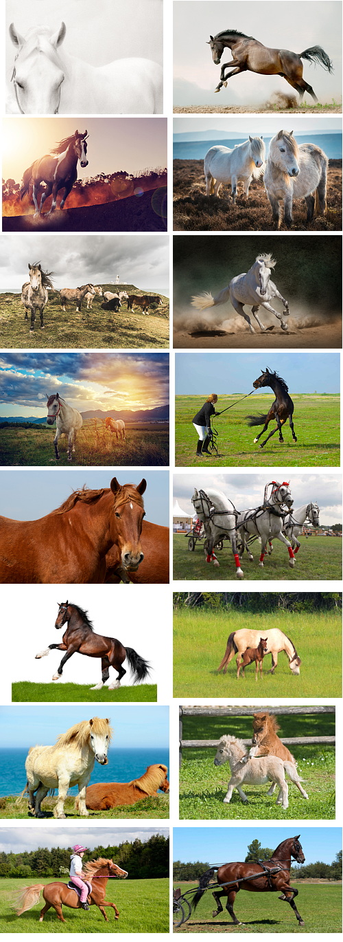 Horse 55xJPG Horse 55xJPG