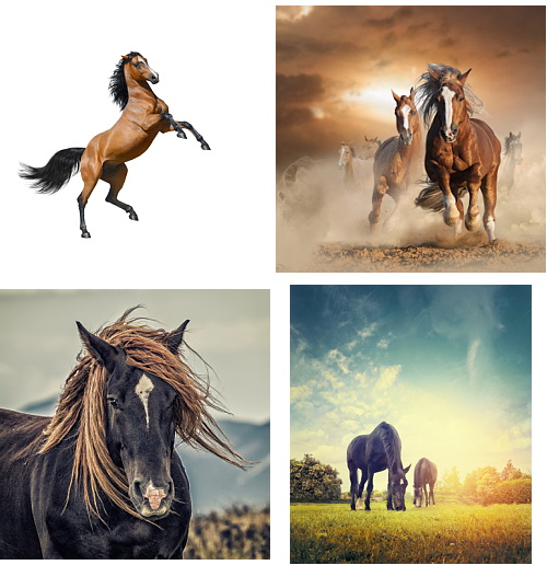 Horse 55xJPG Horse 55xJPG