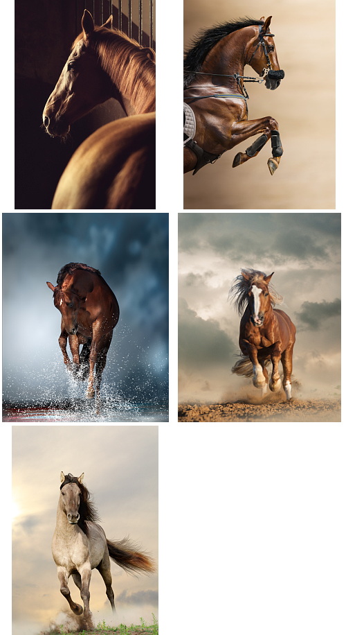 Horse 55xJPG Horse 55xJPG