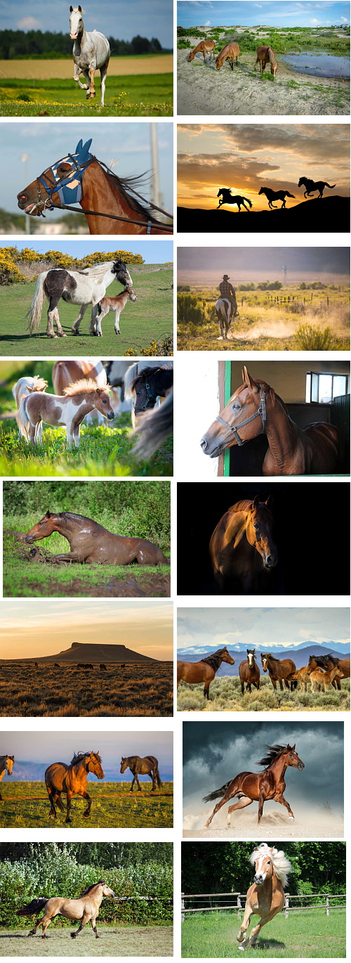 Horse 55xJPG Horse 55xJPG