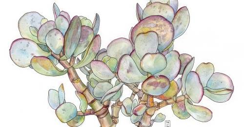 'Domestika - Botanical Sketchbooking: A Meditative Approach' 'Domestika - Botanical Sketchbooking: A Meditative Approach'