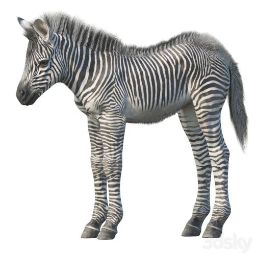 '3dsky Pro - Baby zebra' '3dsky Pro - Baby zebra'