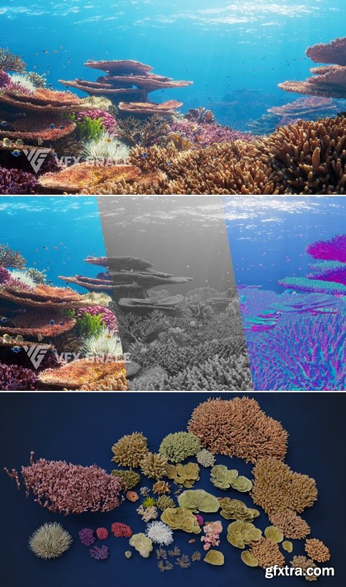 SuperhiveMarket - Corals Collection