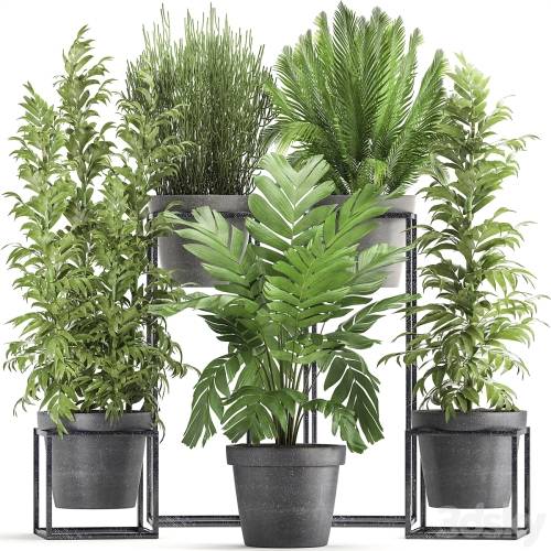 '3dsky Pro - Plant collection 317. Indoor, bamboo, pot, flowerpot, palm tree, indoor, Ripsalis, Hamedorea, thickets, bush, concrete pot, outdoor' '3dsky Pro - Plant collection 317. Indoor, bamboo, pot, flowerpot, palm tree, indoor, Ripsalis, Hamedorea, thickets, bush, concrete pot, outdoor'