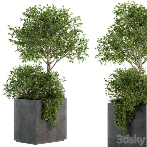 '3dsky Pro - Outdoor Plants in Concrete Plant Box - Set 93' '3dsky Pro - Outdoor Plants in Concrete Plant Box - Set 93'