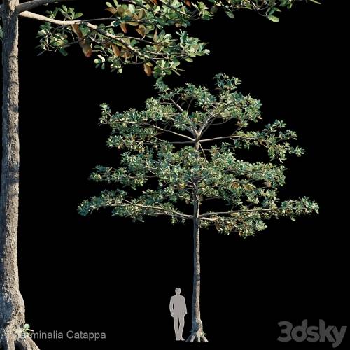 '3dsky Pro - Terminalia catappa' '3dsky Pro - Terminalia catappa'