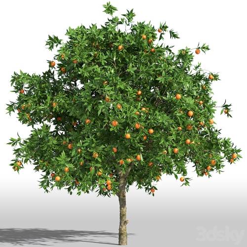 '3dsky Pro - Orange Tree / Orange tree' '3dsky Pro - Orange Tree / Orange tree'