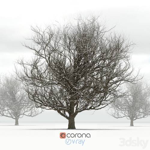 '3dsky Pro - Oak with snow' '3dsky Pro - Oak with snow'