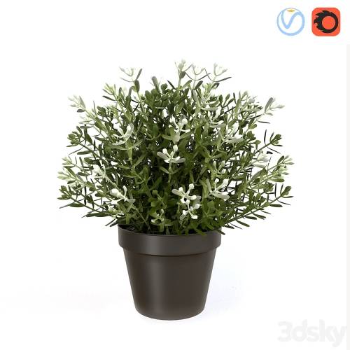 '3dsky Pro - Fake Thyme' '3dsky Pro - Fake Thyme'