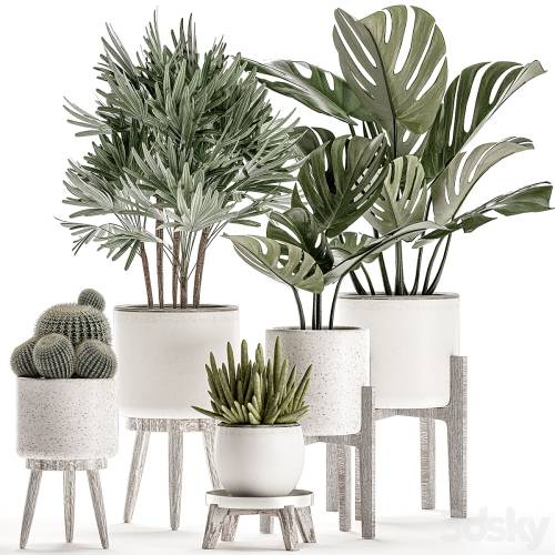 '3dsky Pro - Collection of small plants in white pots on legs with monstera, raspis, palm, cactus, Barrel cactus. Set 509.' '3dsky Pro - Collection of small plants in white pots on legs with monstera, raspis, palm, cactus, Barrel cactus. Set 509.'