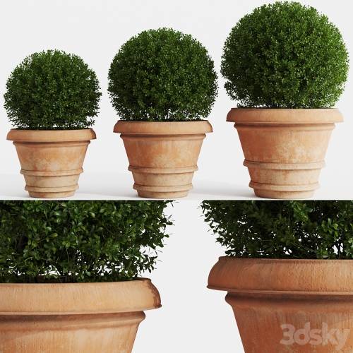 '3dsky Pro - Boxwood evergreen in clay pots' '3dsky Pro - Boxwood evergreen in clay pots'