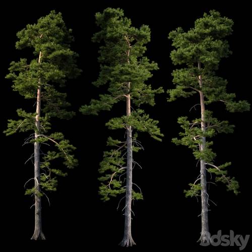 '3dsky Pro - European pine' '3dsky Pro - European pine'