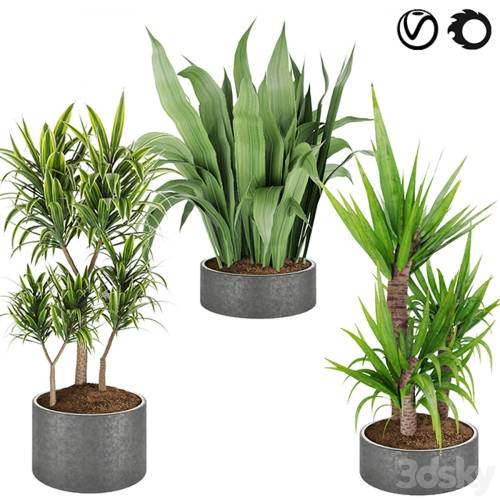'3dsky Pro - Collection plant vol 6' '3dsky Pro - Collection plant vol 6'