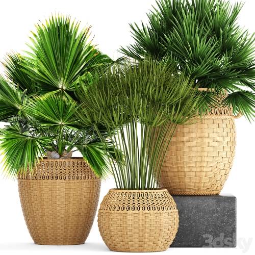 '3dsky Pro - Collection of plants 103. Chamerops, brachea, fan palm, wicker basket, rattan, flower, pot, bush, umbellate' '3dsky Pro - Collection of plants 103. Chamerops, brachea, fan palm, wicker basket, rattan, flower, pot, bush, umbellate'