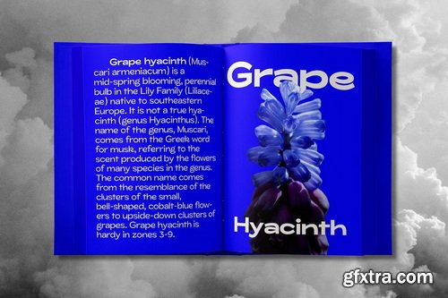 CreativeMarket - ZT Glora Pro Variable 56 Fonts