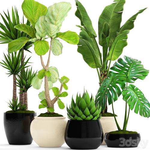 '3dsky Pro - A collection of plants in pots. 45. Banana palm, Lyre ficus, Agave, Yucca, Monstera, ornamental plants, flowerpot, pot, flower'