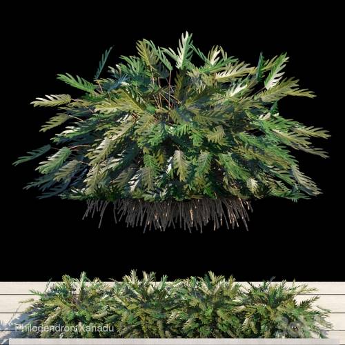 '3dsky Pro - Philodendron Xanadu exterior kit' '3dsky Pro - Philodendron Xanadu exterior kit'