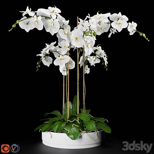 '3dsky Pro - Orchid 5'