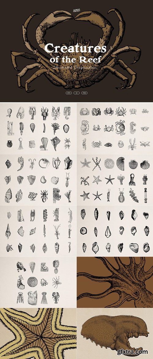 NomadVisuals - Creatures of the Reef