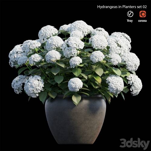 '3dsky Pro - Hydrangea in planters set 02'