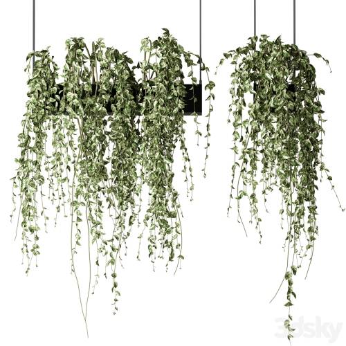 '3dsky Pro - Bouquet Collection 08 - Decorative Hanging Plants'