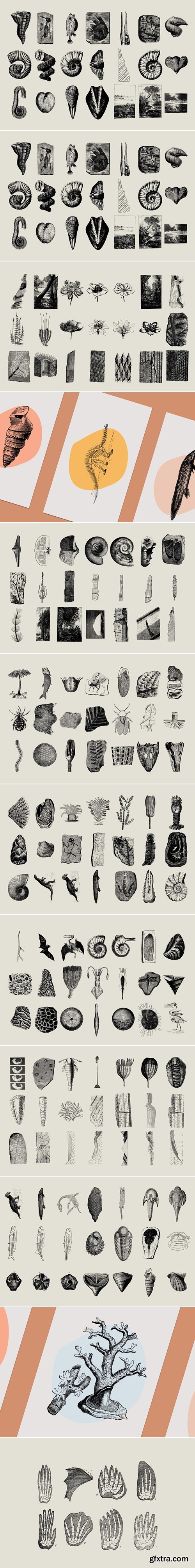 NomadVisuals - Dinosaurs & Fossils