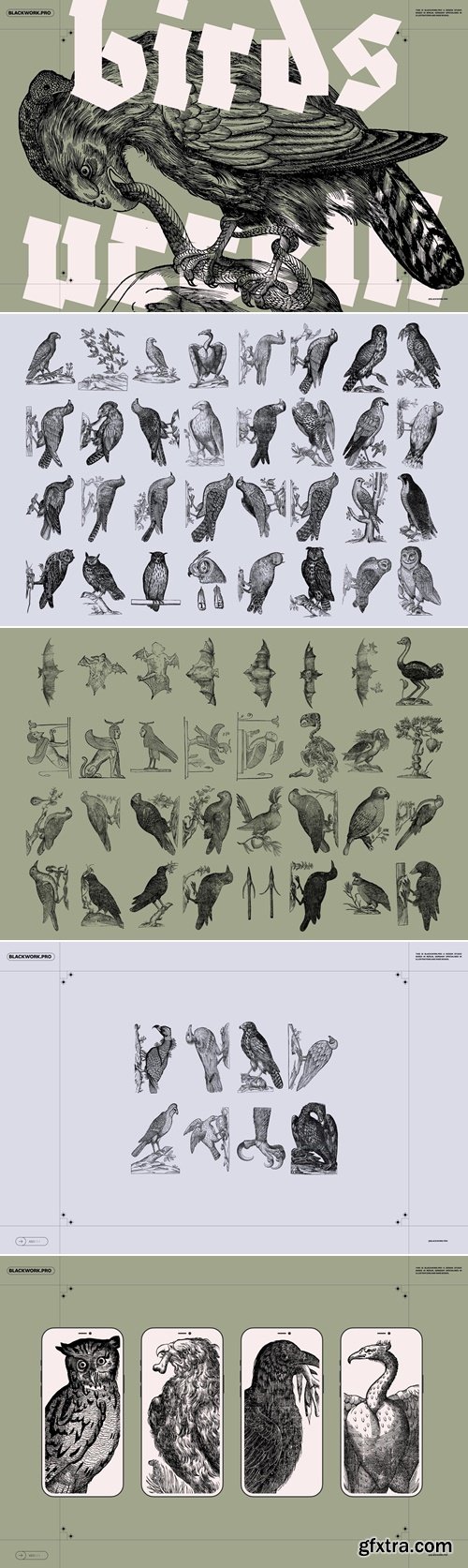 YouWorkforThem - Birds of the World Illustrations Graphics