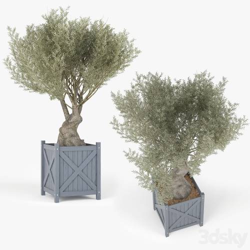 '3dsky Pro - Olea europaea'