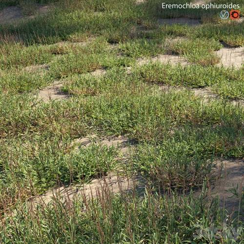 '3dsky Pro - Eremochloa ophiuroides - wild'