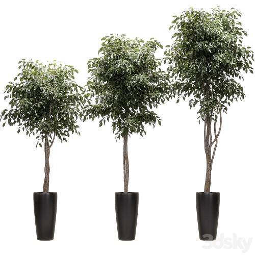 '3dsky Pro - Ficus Benjamin Nitida on a bole. 3 models'