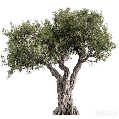 '3dsky Pro - Tree Olive - Set 195'