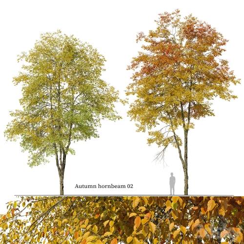 '3dsky Pro - Autumn hornbeam tree 02'