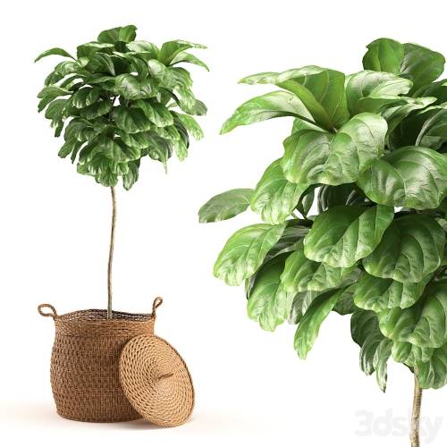 '3dsky Pro - Plant 011 - Ficus Lyrata'