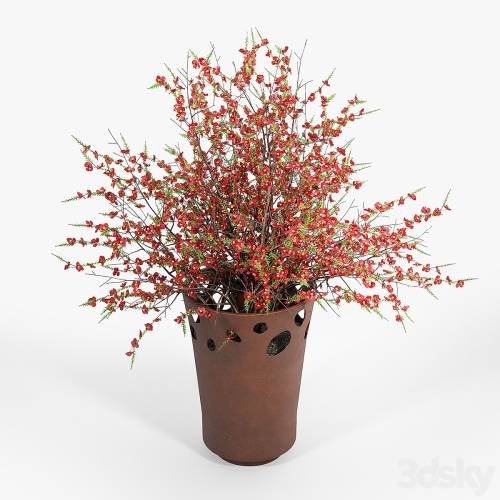 '3dsky Pro - JARDINIÈRE GREEN PALACIO I Chaenomeeles japoonica'