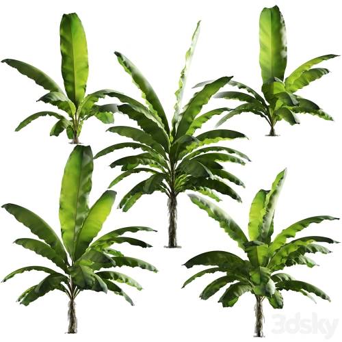 '3dsky Pro - Banana palm tree Set of 5 models'