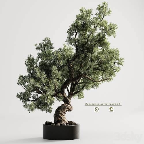 '3dsky Pro - household olive plant 03'