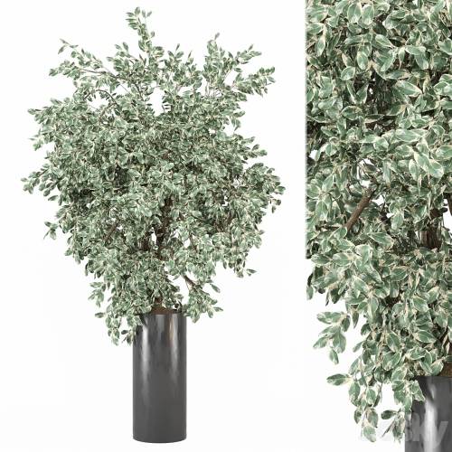 '3dsky Pro - outdoor Plants Collection 1912'