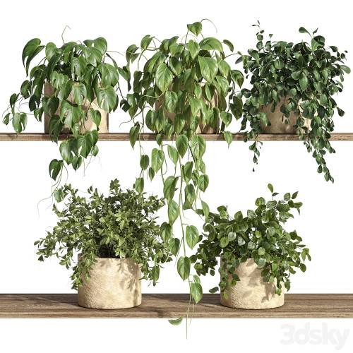 '3dsky Pro - Plants on Shelf 32'