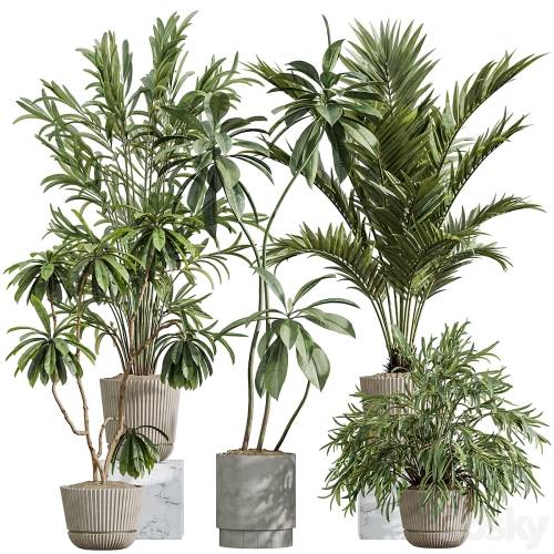 '3dsky Pro - AV Indoor Plants Set 396 Dypsis Lutescens and Ficus Cyathistipula and Cyara Areca Palm'