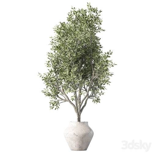 '3dsky Pro - Olive Tree Plant Indoor Set.230'