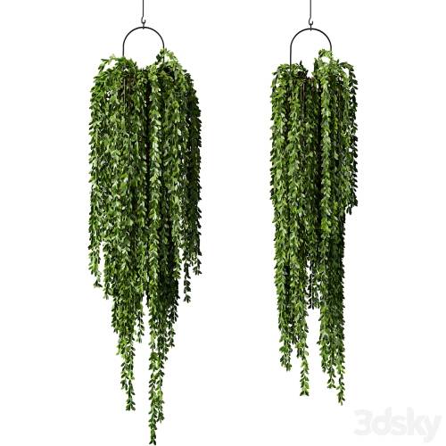 '3dsky Pro - Hanging Plant Indoor Set.241'