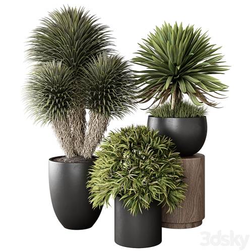 '3dsky Pro - Indoor Plant 03'
