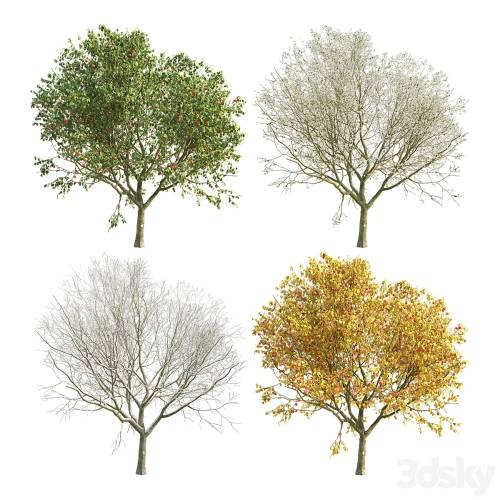 '3dsky Pro - Apple Tree 4 Seasons'