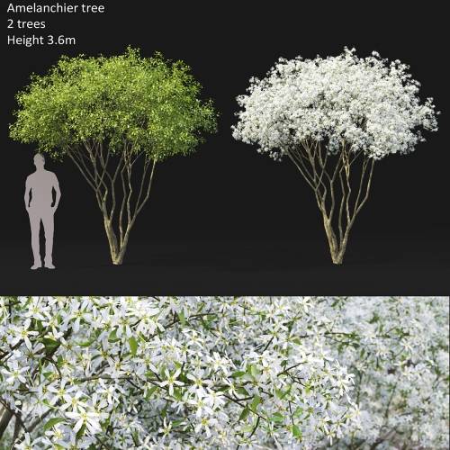 '3dsky Pro - Amelanchier'