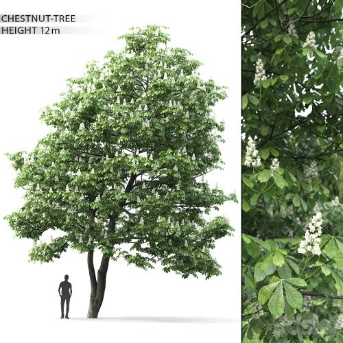 '3dsky Pro - Chestnut 2'