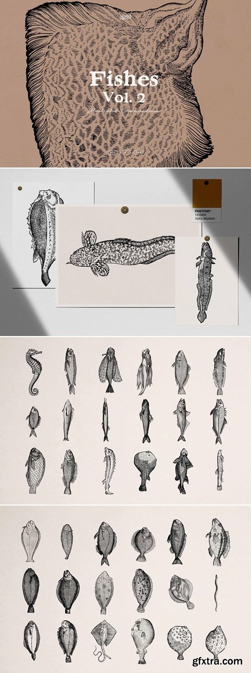 Studio2am - A Renaissance Field Guide to Fish - Vol.02