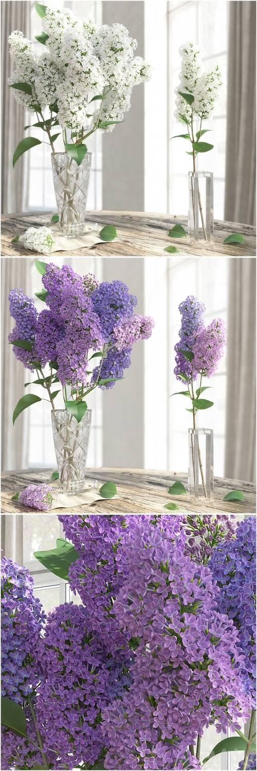 '3dsky Pro - The LILAC / LILAC'